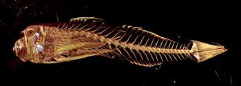 Media type: image;   Ichthyology 27957